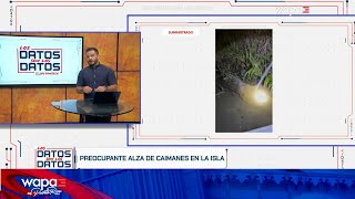 Preocupa el aumento de caimanes y pitones en Puerto Rico  LDSD  WapaTV [upl. by Eillam600]