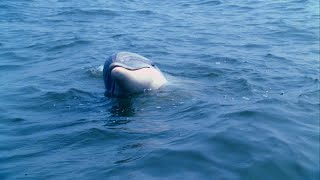 Descifran cómo se comunican los delfines  National Geographic España [upl. by Buine]