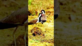 Beautiful birds red wattled lapwing bird birds shortvideo shorts [upl. by Riki845]