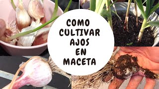 Como cultivar ajos en maceta [upl. by Flanagan]