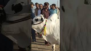 Kheeray Wachy Qurbani 2024 2025  Fateh Jangi Nasal  Dhani Nasal ky Janwar fatehjangibulls [upl. by Legna]