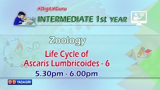 1st Inter Zoology  Life Cycle of Ascaris Lumbricoides  Intermediate Education  Oct 16 2020 [upl. by Nolahs]