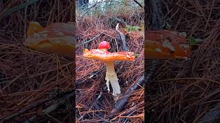 ¿Cómo distinguir la AMANITA MUSCARIA 🍄 Un hongo alucinógeno [upl. by Toms]