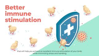 Drinking water administration vaccination instructions [upl. by Etteinotna939]