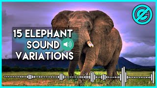 15 Elephant Sound Variations in 30 Seconds no copyright [upl. by Lucias]