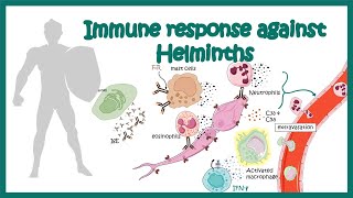 Immune response against worms helminths [upl. by Droffats]