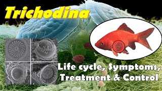 Trichodina sp Morphology Life cycle Symptoms Treatment and Control Methods [upl. by Meehar]