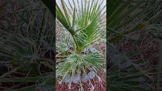 Washingtonia Filifera palms palmtree plants garden viral [upl. by Davie]