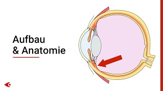 Das Auge  Aufbau und Anatomie [upl. by Malinin]