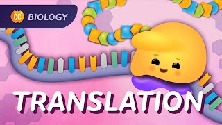 Translation How RNA Gets Translated into Protein Power Crash Course Biology 35 [upl. by Georgena]