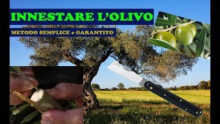 Innesto Innestare Olivo  Metodo Ufficiale FACILE e RIUSCITA ALTA olive tree graft 🫒 [upl. by Nnaerb29]