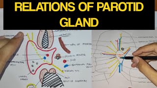 Parotid gland  2  Relations of Parotid Gland [upl. by Salisbury857]