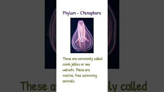 Phylum  Ctenophora shorts [upl. by Arley926]