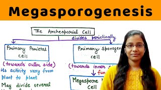 Megasporogenesis  in detail   development of ovule  Megaspore haustoria  Mamelon [upl. by Atthia]