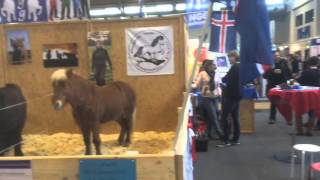 IceHorseTV  Pferd Bodensee [upl. by Dowdell274]