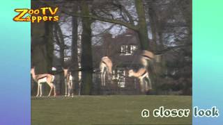 Zoo Safari  Impalas amp springbok pronking [upl. by Neyu]