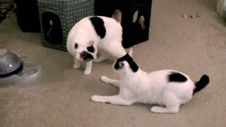 Japanese Bobtails Mochi and Manju  Fighting [upl. by Aral362]