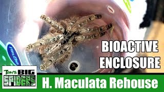 H maculata Bioactive Enclosure and Rehouse [upl. by Aniraz]