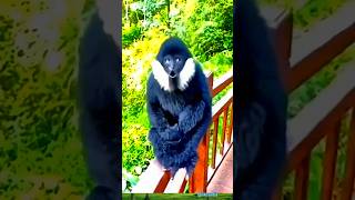 Gibbon monkey sound likesadia animals gibbon 👌 [upl. by Oirom]