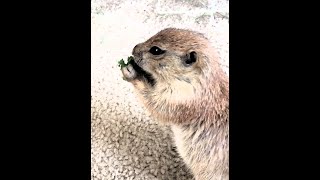 Prairie dog popcorn comes out for snack [upl. by Gleason]