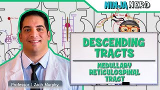 Neurology  Descending Tracts Medullary Reticulospinal Tract [upl. by Glaudia]