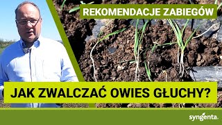 OWIES GŁUCHY w zbożach jarych  jak zwalczać  JĘCZMIEŃ 2021  AXIAL [upl. by Alyl752]