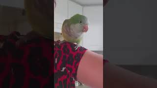 Making making Pancakes bacon pancakes  🤣😇 talkingbirds quakerparrot parrotstalking [upl. by Ruthy]