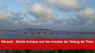 Hérault  Alerte toxique sur les moules de l’étang de Thau [upl. by Jonell597]