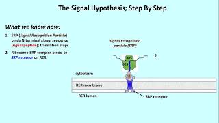 3062 Details of the Signal Hypothesis [upl. by Eicats]