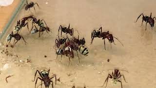 Camponotus detritus Namib Desert Dune Ant young colony Fourmis Ants [upl. by Nysila]