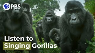 Did You Know Gorillas Can Sing [upl. by Pelagia]