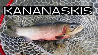 FISHING For MONSTER KANANASKIS Cutthroat TROUT BEAUTIFUL Scenery [upl. by Eilsek399]