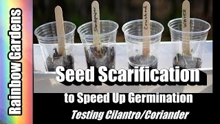 4K How to Speed Up Germination  Grow Coriander  Cilantro from Seed at Home  Garden Experiments 1 [upl. by Noel]