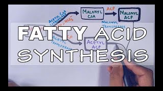 Fatty Acid Biosynthesis  Part II [upl. by Akimit]