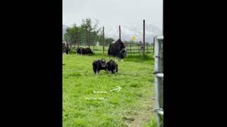 As Amanda Rose Warren would say Musk Ox Hair Dont Care alaska muskox farmlife [upl. by Omero]