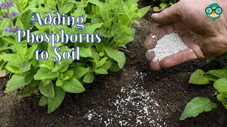 How to Add Phosphorus to Soil How Do You Add Phosphorus to Soil How to Add Phosphorus in Soil [upl. by Ademordna]