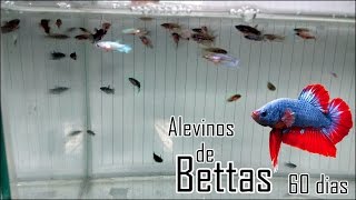 Alevinos de Bettas com 60 dias [upl. by Martelli]