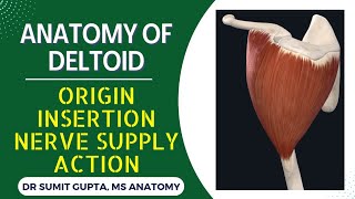 DELTOID MUSCLE  ANATOMY [upl. by Filiano]