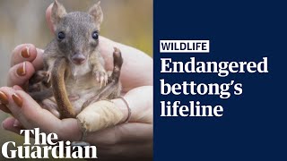 Critically endangered bettongs thrive in South Australia reserve after local extinction [upl. by Annua853]