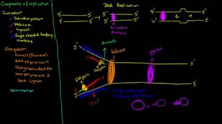 Prokaryotic DNA replication [upl. by Baruch]