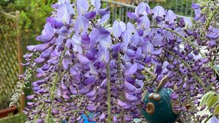 Wisteria Flowers 2024 [upl. by Ettesil]