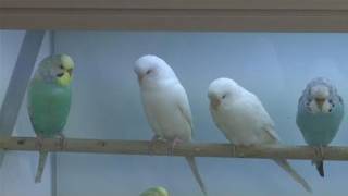 How To Take Care Of Budgerigar Birds [upl. by Mendelsohn]