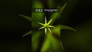 Macro Focus Stacking Green Star Plant 🌿✨ [upl. by Baptist]