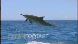 Spinner Dolphin jumping in slow motion [upl. by Willner]