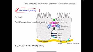 Intercellular communications  General physiology mbbs 1st year [upl. by Odele]