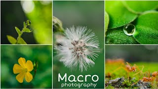 Macro photography ideas  Mobile photography [upl. by Wolpert]