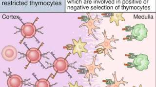 Maturation of T Cells in The Thymus [upl. by Burget]