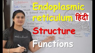 Endoplasmic reticulum in Hindi  Structure  Functions  Cell Organelles [upl. by Drareg]