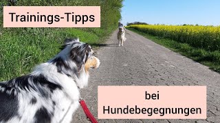 Tipps rund um das Thema Hundebegegnungen  So kannst du Stress bei Hundebegegnungen reduzieren [upl. by Airebma49]