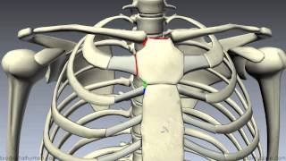 Sternum  3D Anatomy Tutorial [upl. by Iams27]